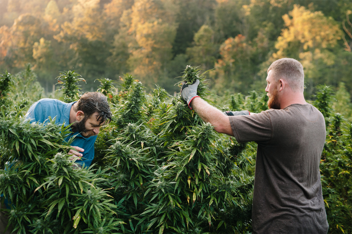 CBD can be found not just in hemp but also in marijuana